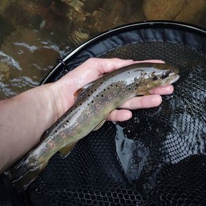 Brown Trout