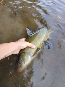 Tench