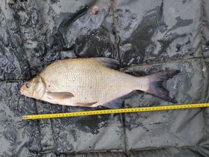 Common Bream