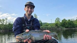 Brown Trout