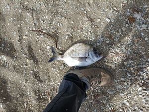 White Seabream