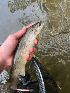 Brown Trout