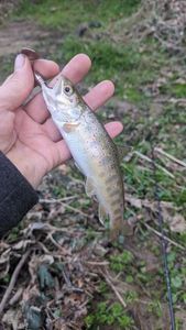 Brown Trout