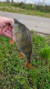 European Perch