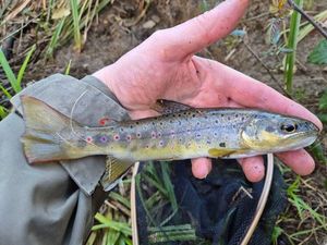 Brown Trout