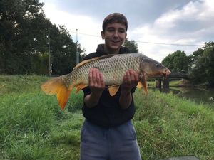 Common Carp
