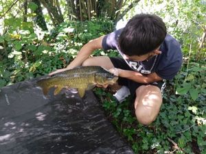 Common Carp