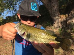 Largemouth Bass
