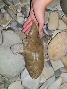 Sole