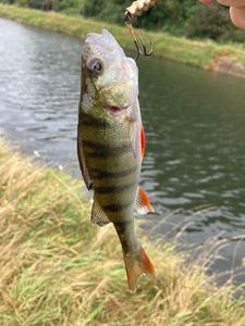 European Perch