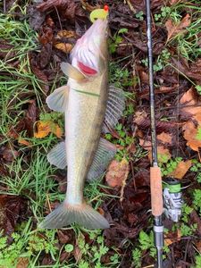 Zander