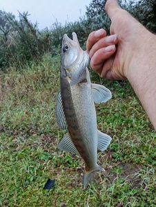 Zander