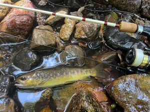 Brown Trout