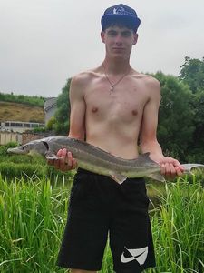 Sturgeon