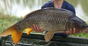 Common Carp