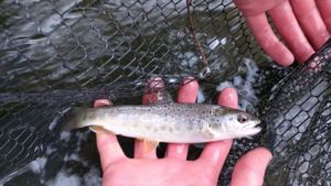 Brown Trout