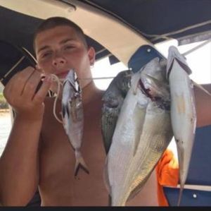 Gilthead Seabream