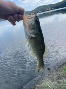 Largemouth Bass