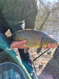 Common Carp