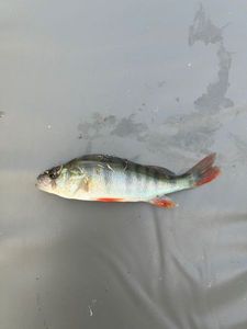 European Perch