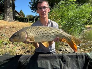 Common Carp