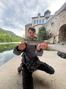 Rainbow Trout