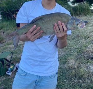 Common Bream