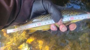 Brown Trout