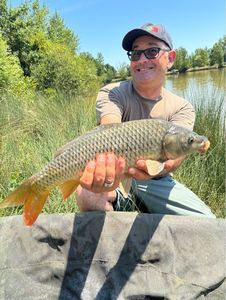 Common Carp