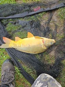 Leather Carp