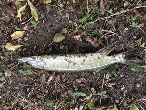 Northern Pike