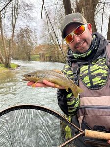 Brown Trout