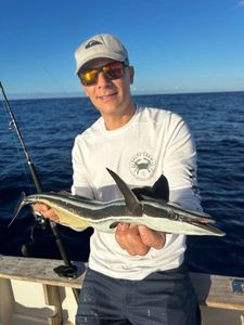 Shark Sucker