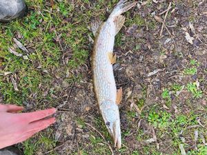 Northern Pike