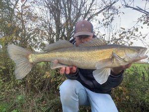 Zander catturato da vdb Mickael