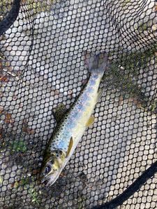 Brown Trout