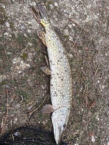 Northern Pike