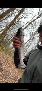 Rainbow Trout