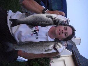 European Bass (Seabass)