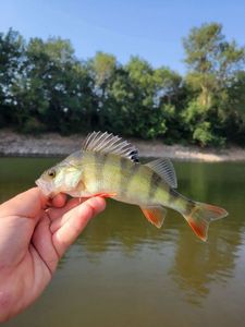 European Perch