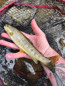 Brown Trout