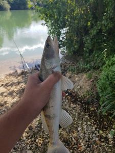 Zander
