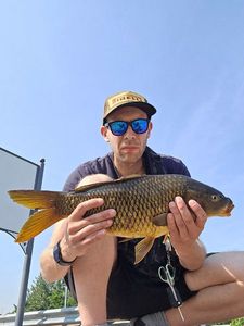 Common Carp