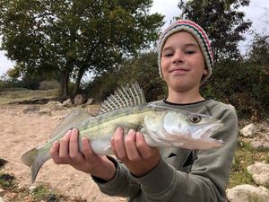 Zander