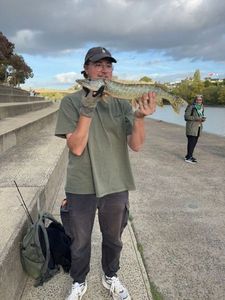 Northern Pike