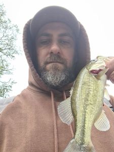 Largemouth Bass