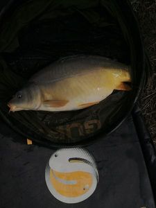 Mirror Carp