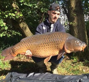 Common Carp