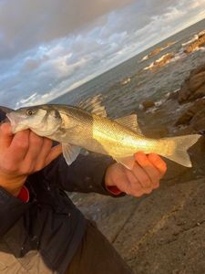 European Bass (Seabass)