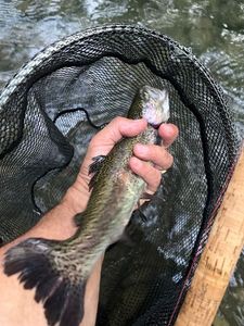 Rainbow Trout